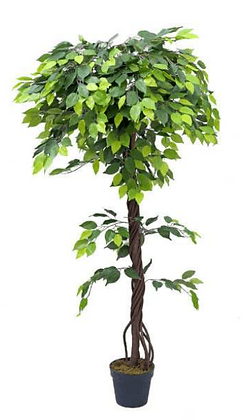 Artificial Plants-Mini Ficus