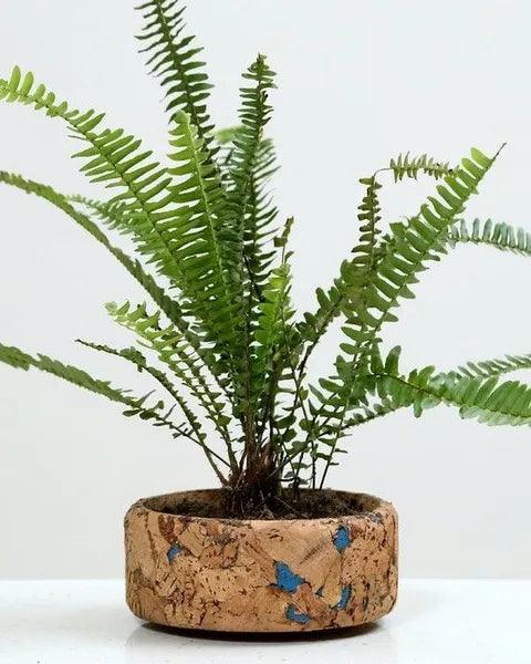 Cork Table Top Planters - Flat Planter - Product code: 9C23313 - Diameter 15 X Height 10 CMS