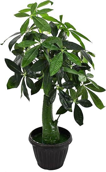 Artificial Plants-Fortune Tree(65cm)