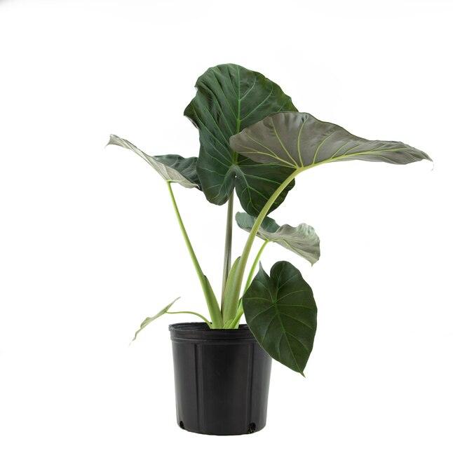 Artificial Plant - Alocasia