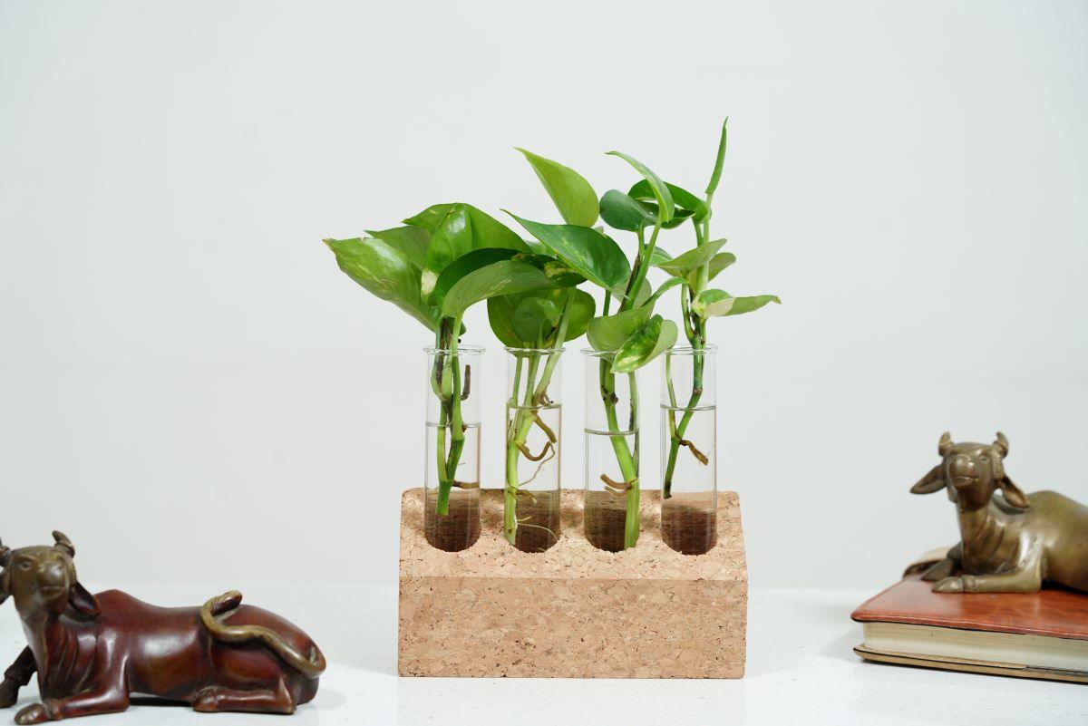 Cork Test Tube Planters-4 Hole Planter Natural