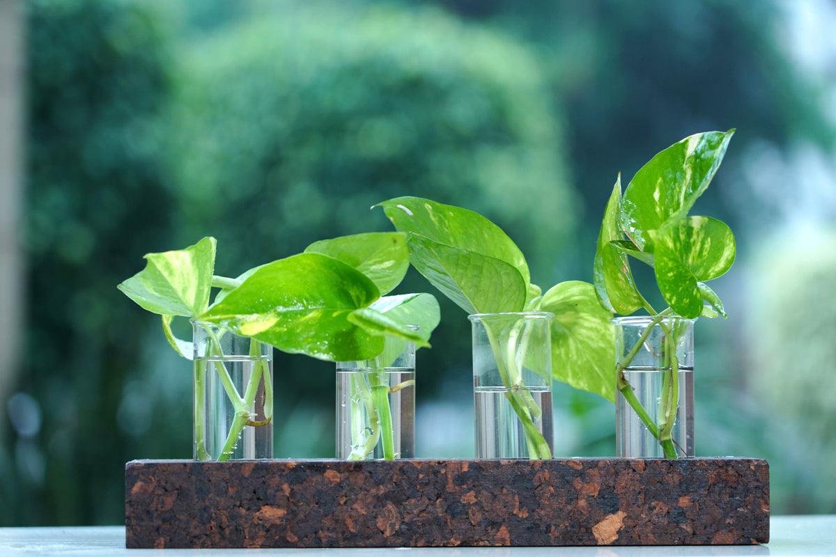 Cork Test Tube Planters-4 Hole Planter