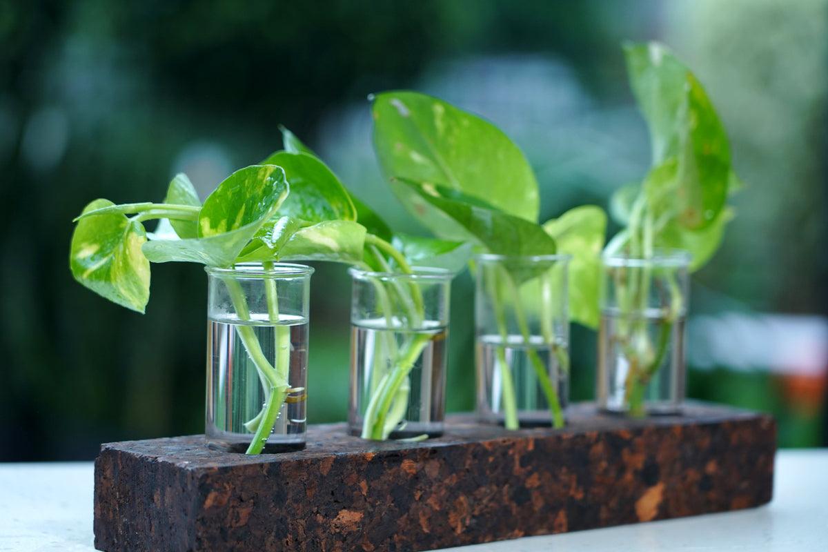 Cork Test Tube Planters-4 Hole Planter