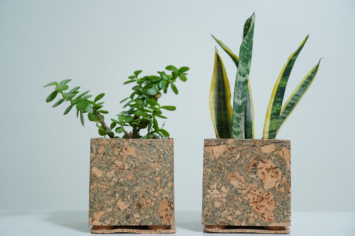 Cork Table Top Planters - Olive Planter - Product code: 9C23305 - 10x10cms