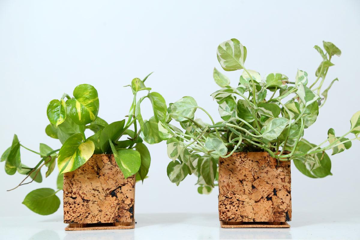 Cork Table Top Planters - Abstract planter - Product code: 9C23307 - 10 X 10 CMS