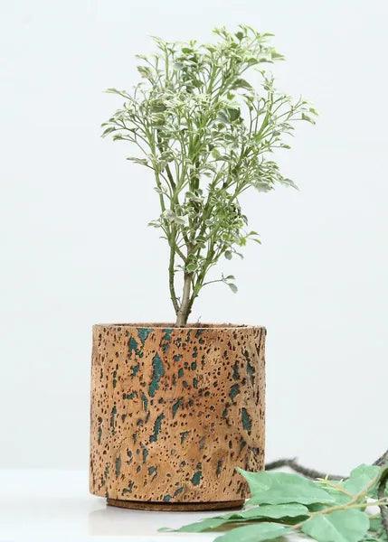 Cork Table Top Planters - Aqua Planter - Product code: 9C23311 - 10 X 10 CMS