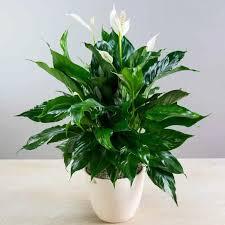 Artificial Plant - Anthurium Peace Lily